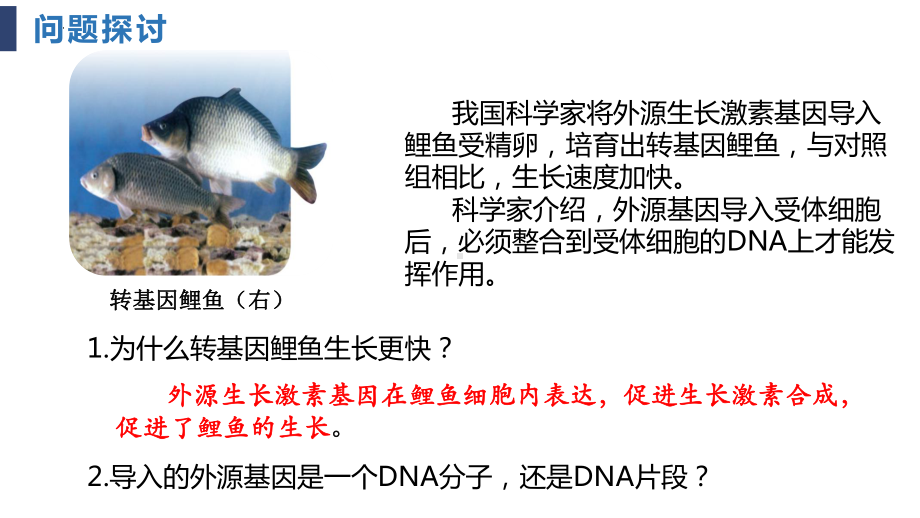 3.4 基因通常是有遗传效应的DNA片段 ppt课件(2)-2023新人教版（2019）《高中生物》必修第二册.pptx_第1页