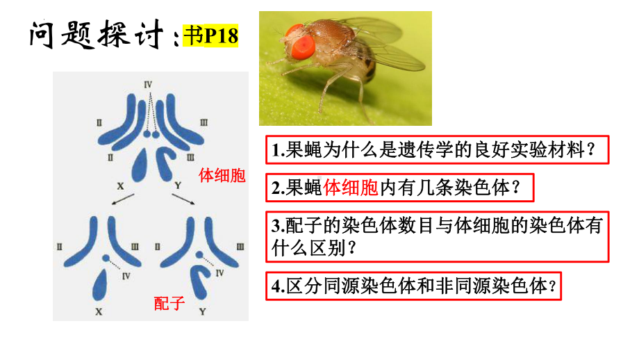 2.1减数分裂与受精作用 ppt课件（0002）-2023新人教版（2019）《高中生物》必修第二册.pptx_第3页