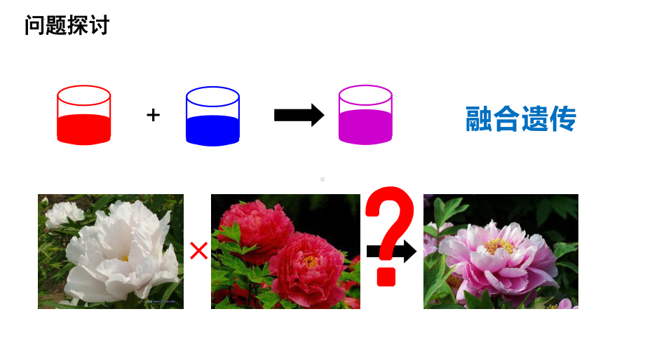 1.1 孟德尔的豌豆杂交实验（一） ppt课件(2)-2023新人教版（2019）《高中生物》必修第二册.pptx_第1页