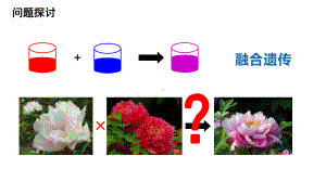 1.1 孟德尔的豌豆杂交实验（一） ppt课件(2)-2023新人教版（2019）《高中生物》必修第二册.pptx