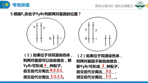 2.2基因在染色体上 ppt课件（0002）(1)-2023新人教版（2019）《高中生物》必修第二册.pptx