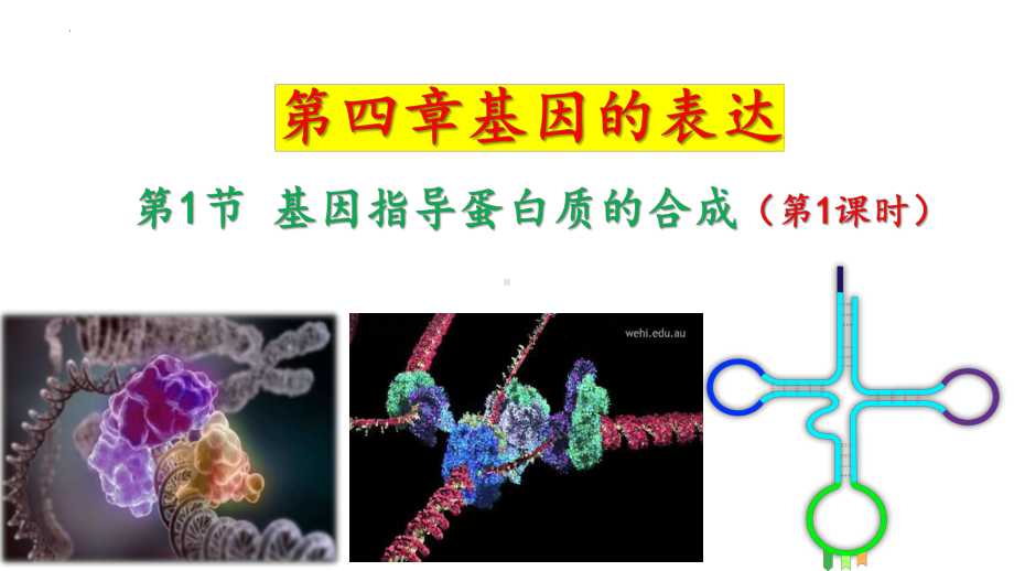 4.1基因指导蛋白质的合成 （共3课时） ppt课件-2023新人教版（2019）《高中生物》必修第二册.pptx_第3页