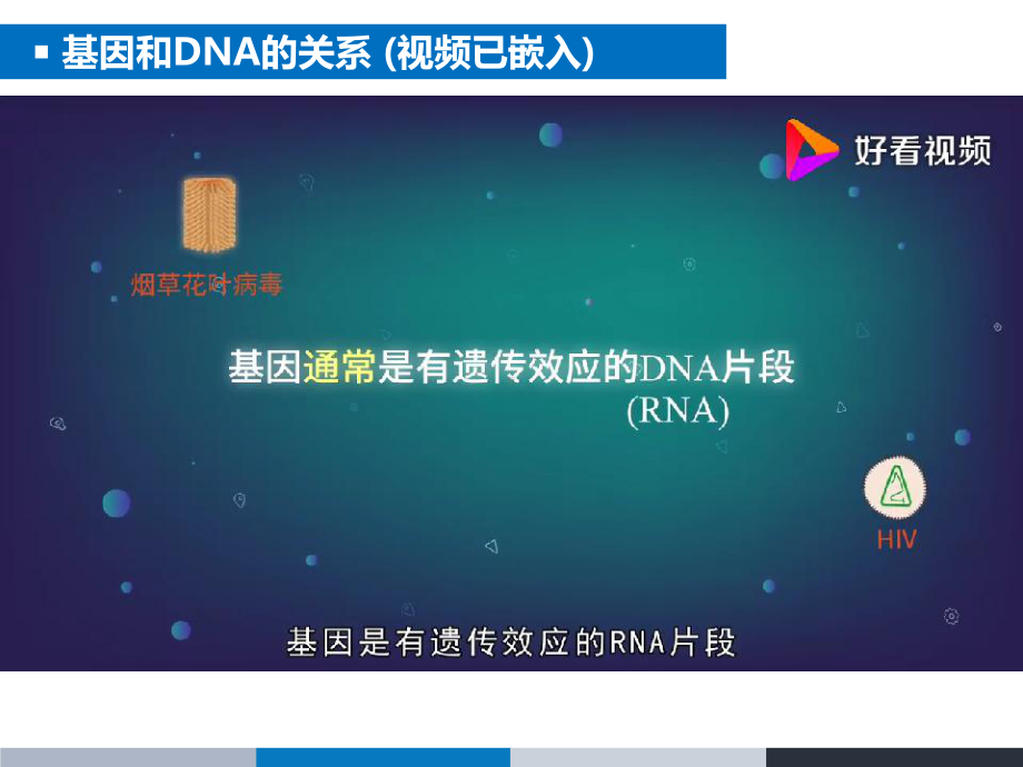 3.4 基因通常是有遗传效应的DNA片段 ppt课件(1)-2023新人教版（2019）《高中生物》必修第二册.pptx_第2页