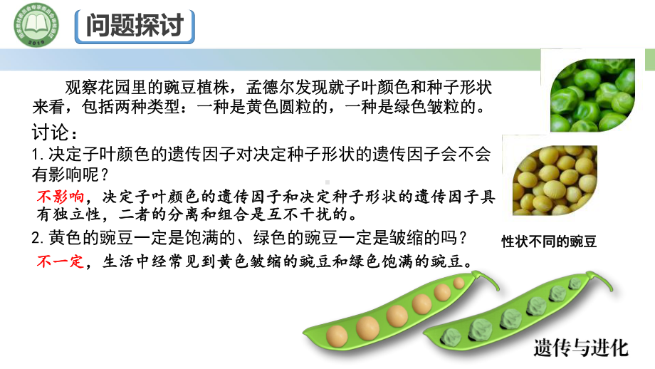 1.2孟德尔的豌豆杂交实验（二） 第1课时 ppt课件(1)-2023新人教版（2019）《高中生物》必修第二册.pptx_第2页