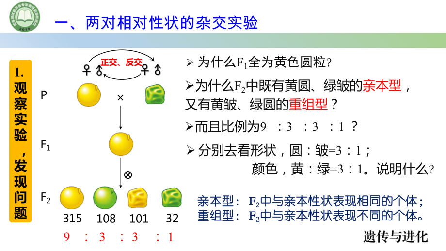 1.2孟德尔的豌豆杂交实验（二） 第1课时 ppt课件(1)-2023新人教版（2019）《高中生物》必修第二册.pptx_第3页