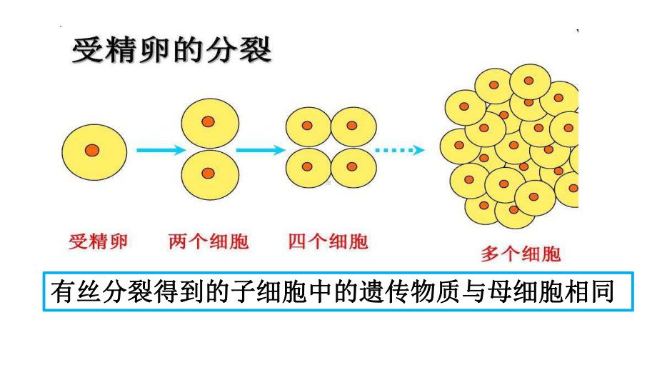 3.3DNA的复制 ppt课件(3)-2023新人教版（2019）《高中生物》必修第二册.pptx_第1页