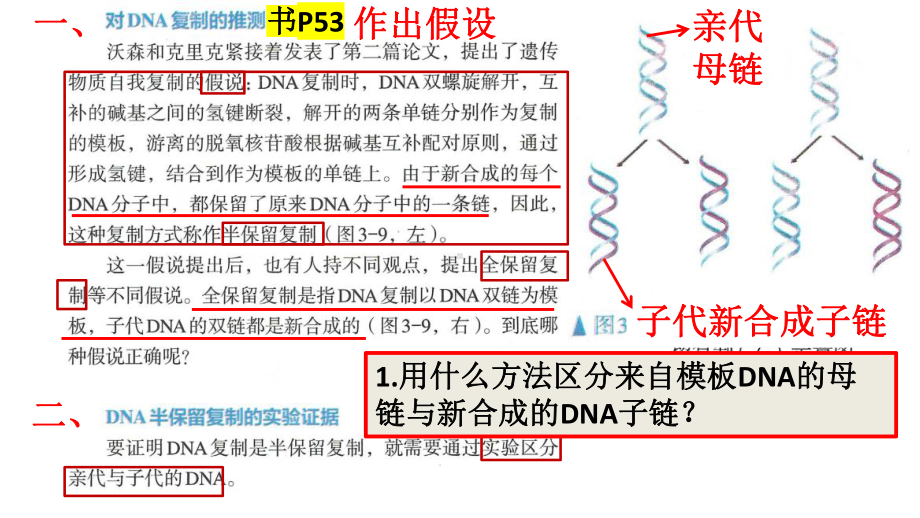 3.3DNA的复制 ppt课件(3)-2023新人教版（2019）《高中生物》必修第二册.pptx_第3页