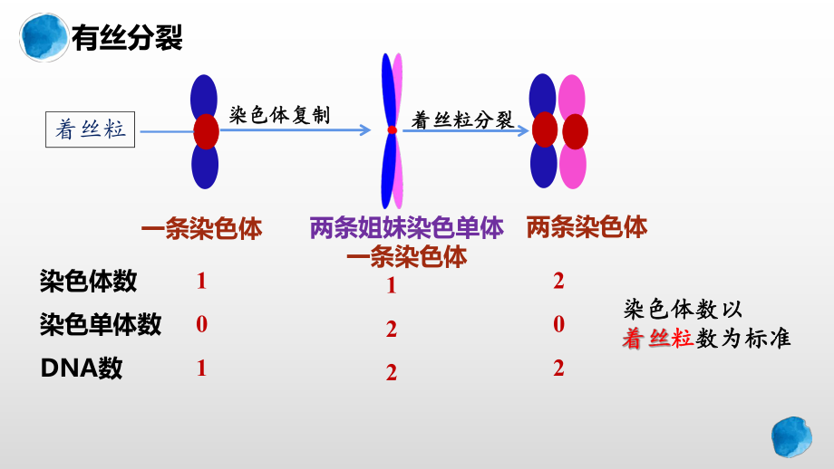 2.1.1减数分裂和受精作用 ppt课件-2023新人教版（2019）《高中生物》必修第二册.pptx_第2页