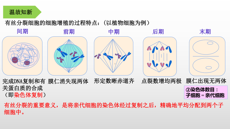 2.1.1减数分裂和受精作用 ppt课件-2023新人教版（2019）《高中生物》必修第二册.pptx_第3页