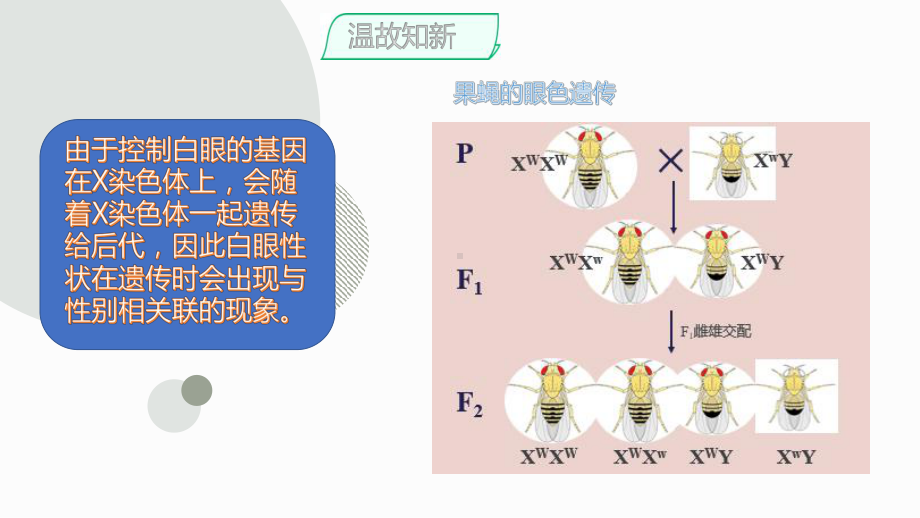 2.3 伴性遗传 ppt课件 (2)-2023新人教版（2019）《高中生物》必修第二册.pptx_第2页