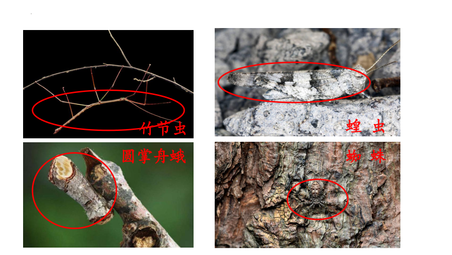 6.2 自然选择与适应的形成 ppt课件(3)-2023新人教版（2019）《高中生物》必修第二册.pptx_第3页