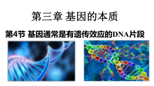 3.4基因通常是有遗传效应的DNA片段 ppt课件(9)-2023新人教版（2019）《高中生物》必修第二册.pptx