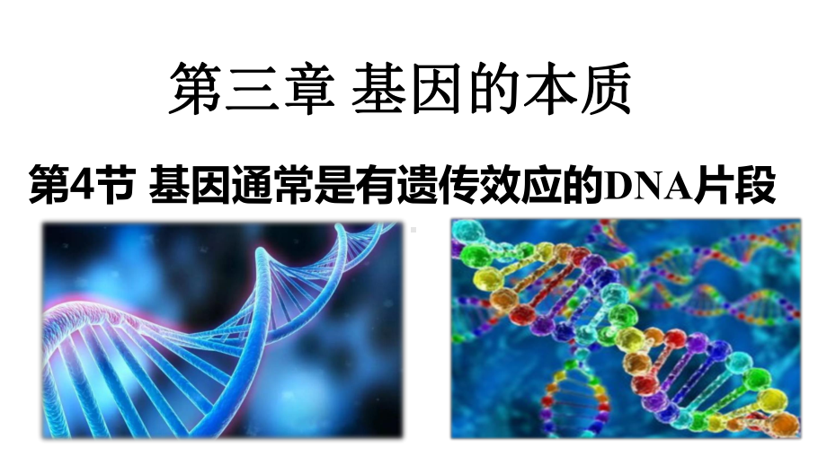 3.4基因通常是有遗传效应的DNA片段 ppt课件(9)-2023新人教版（2019）《高中生物》必修第二册.pptx_第1页