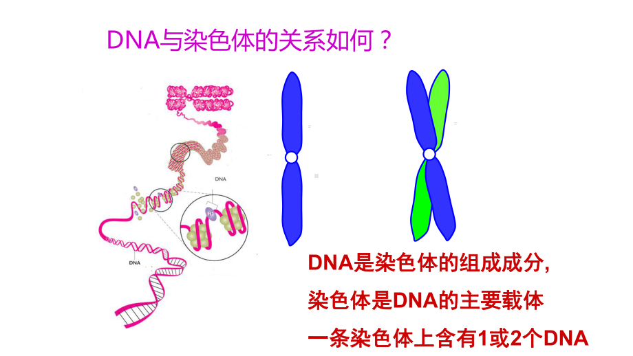 3.4基因通常是有遗传效应的DNA片段 ppt课件(9)-2023新人教版（2019）《高中生物》必修第二册.pptx_第3页