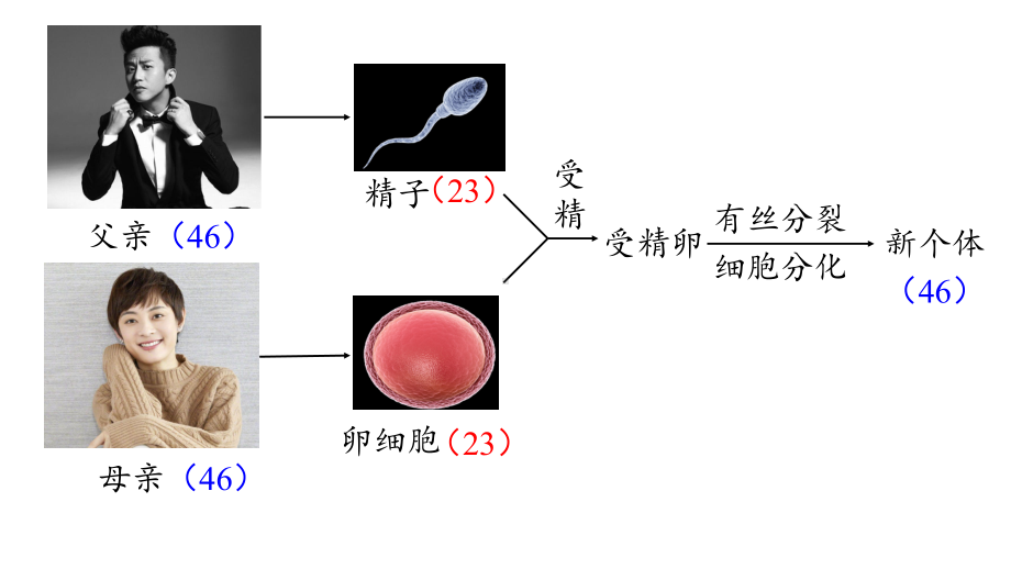 2.1减数分裂和受精作用（第1课时） ppt课件(2)-2023新人教版（2019）《高中生物》必修第二册.pptx_第2页