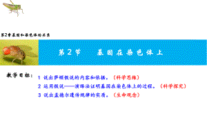 2.2基因在染色体上 ppt课件(3)-2023新人教版（2019）《高中生物》必修第二册.pptx