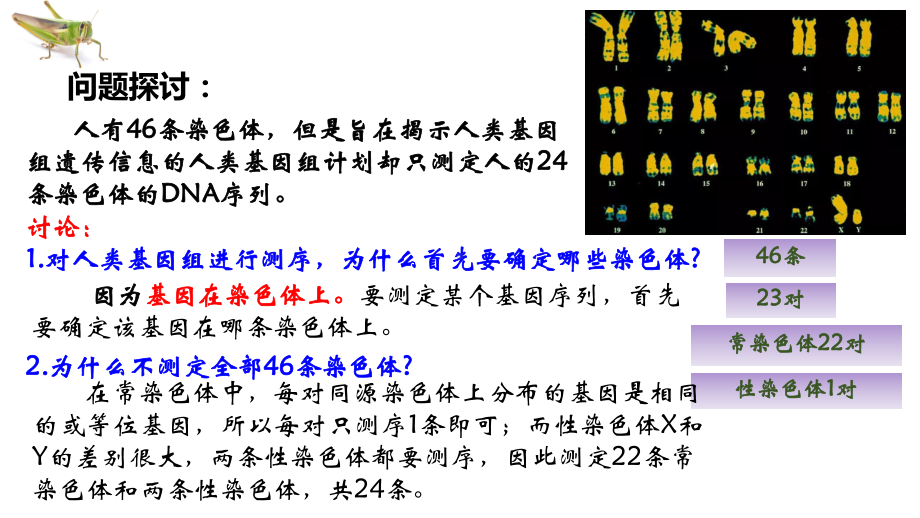 2.2基因在染色体上 ppt课件(3)-2023新人教版（2019）《高中生物》必修第二册.pptx_第2页