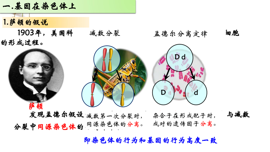 2.2基因在染色体上 ppt课件(3)-2023新人教版（2019）《高中生物》必修第二册.pptx_第3页