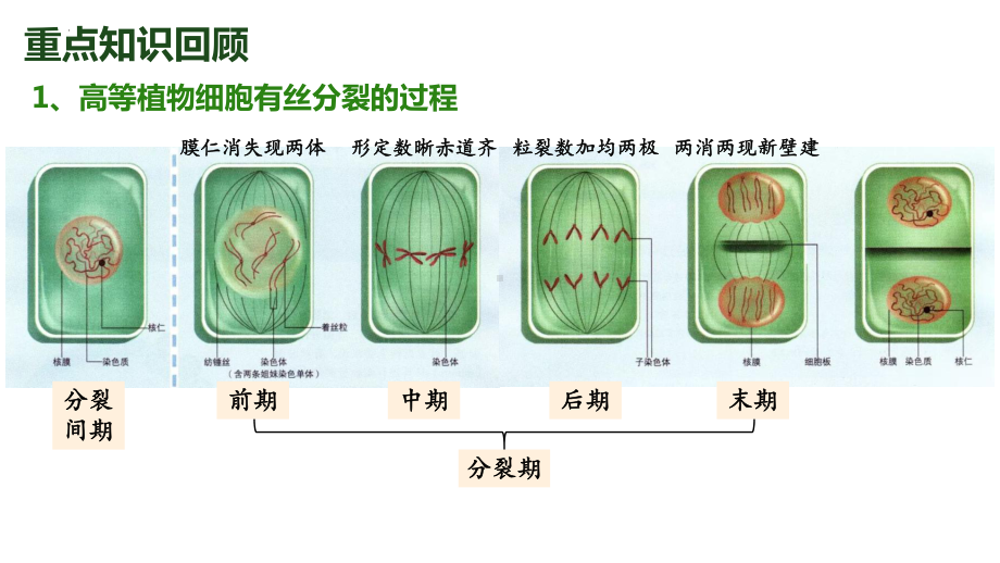 2.1 减数分裂和受精作用 ppt课件(2)-2023新人教版（2019）《高中生物》必修第二册.pptx_第1页