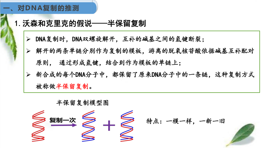 3.3DNA的复制 ppt课件(12)-2023新人教版（2019）《高中生物》必修第二册.pptx_第3页