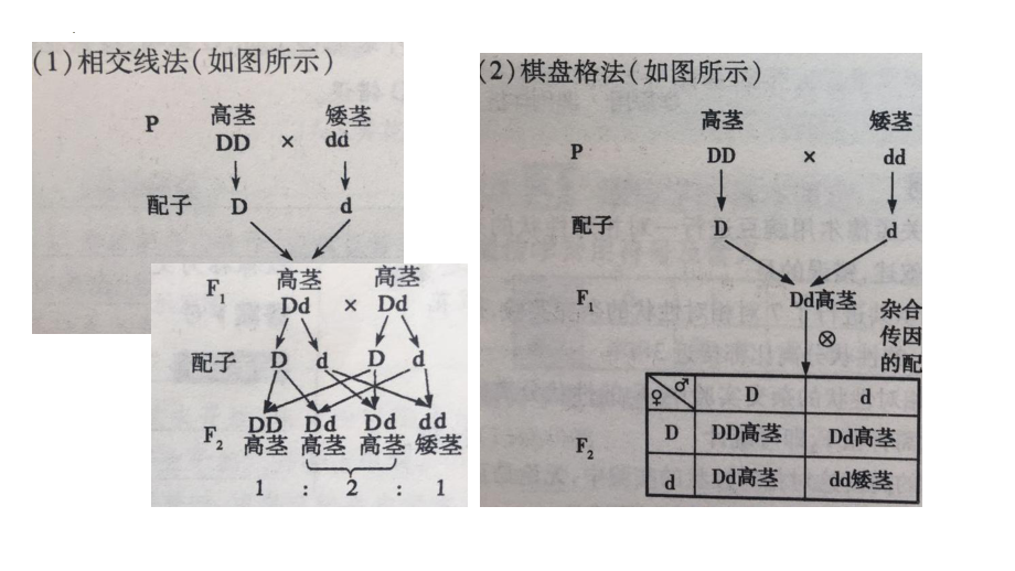 1.2孟德尔的豌豆杂交实验（二） ppt课件(4)-2023新人教版（2019）《高中生物》必修第二册.pptx_第1页