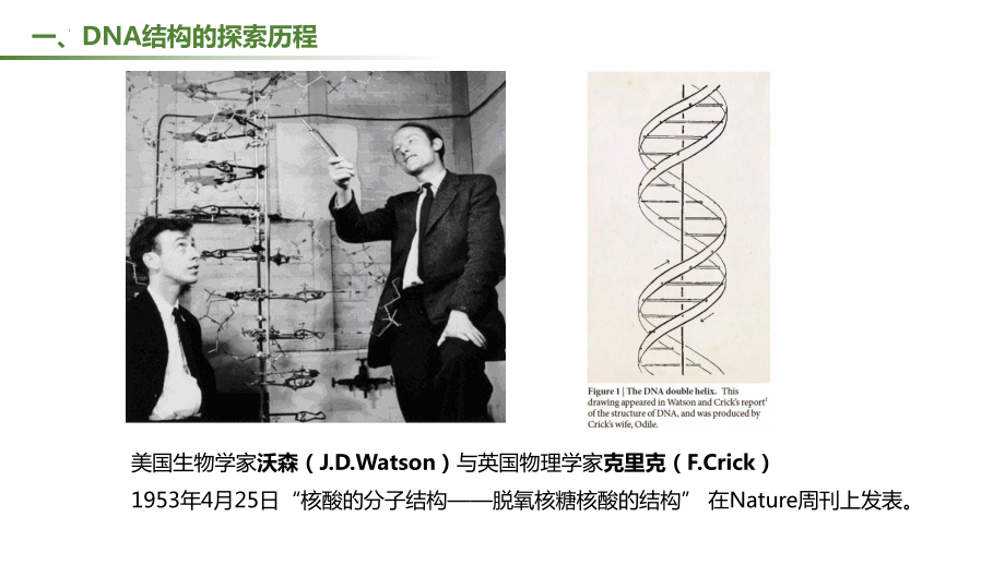 3.2 DNA的结构 ppt课件(4)-2023新人教版（2019）《高中生物》必修第二册.pptx_第3页