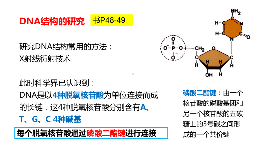 3.2 DNA的结构 ppt课件(2)-2023新人教版（2019）《高中生物》必修第二册.pptx_第3页