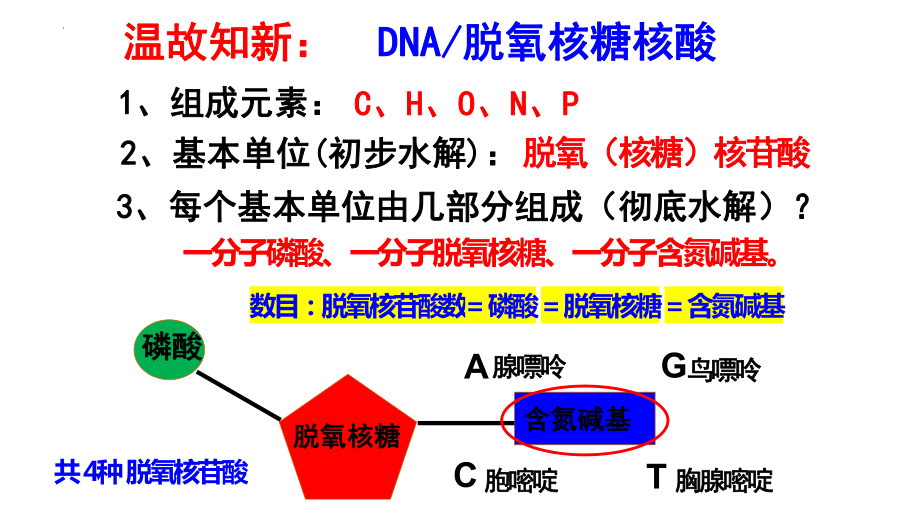 3.2 DNA分子的结构 ppt课件(1)-2023新人教版（2019）《高中生物》必修第二册.pptx_第2页