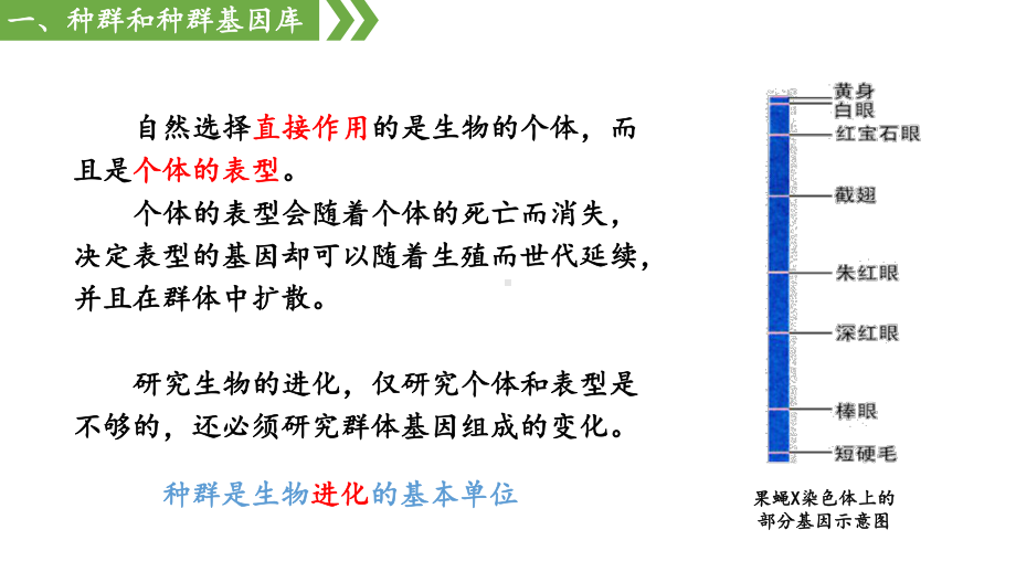 6.3.1 种群基因组成的变化ppt课件-2023新人教版（2019）《高中生物》必修第二册.pptx_第3页