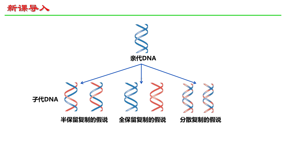 3.3DNA的复制 ppt课件（0002）(2)-2023新人教版（2019）《高中生物》必修第二册.pptx_第3页