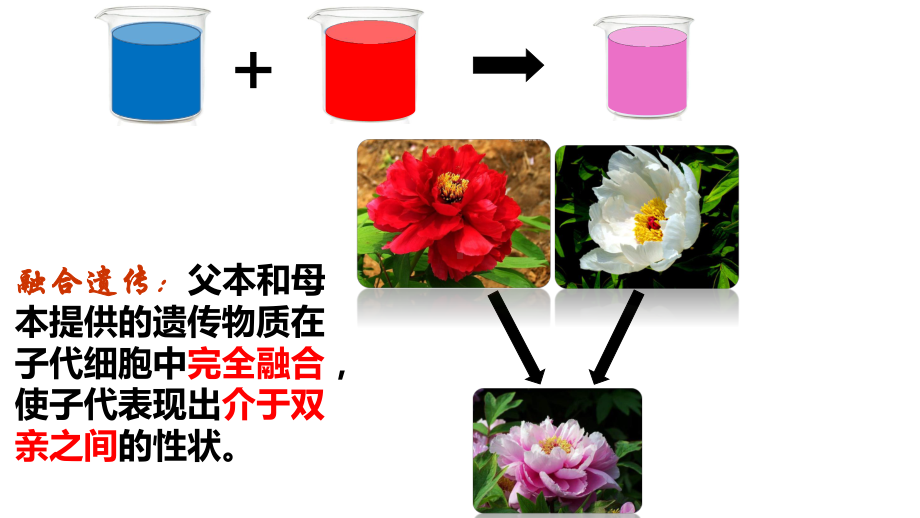 1.1孟德尔的豌豆杂交实验（一） ppt课件(2)-2023新人教版（2019）《高中生物》必修第二册.pptx_第3页