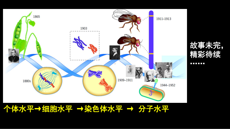 3.2DNA的结构 ppt课件（0002）(9)-2023新人教版（2019）《高中生物》必修第二册.pptx_第1页