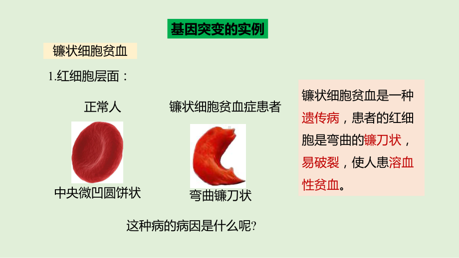 5.1基因突变和基因重组 ppt课件（0002）(3)-2023新人教版（2019）《高中生物》必修第二册.pptx_第2页