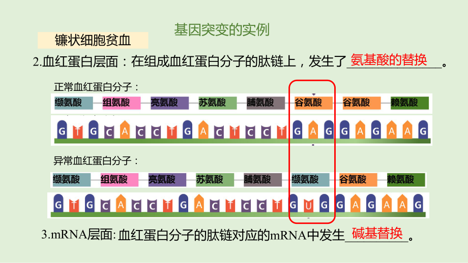 5.1基因突变和基因重组 ppt课件（0002）(3)-2023新人教版（2019）《高中生物》必修第二册.pptx_第3页