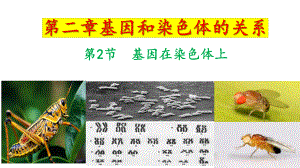 2.2基因在染色体上 ppt课件（0002）(4)-2023新人教版（2019）《高中生物》必修第二册.pptx