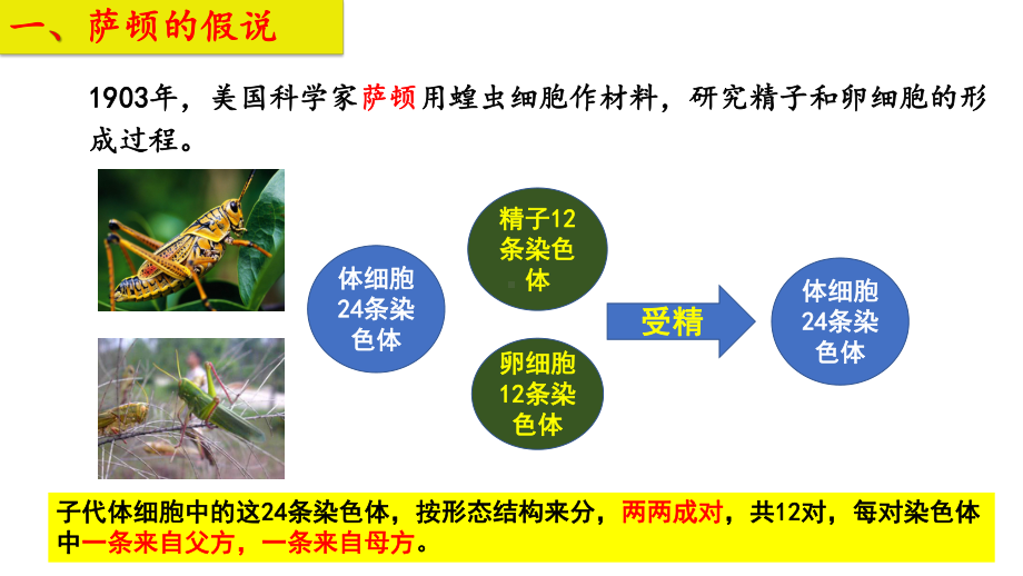 2.2基因在染色体上 ppt课件（0002）(4)-2023新人教版（2019）《高中生物》必修第二册.pptx_第2页