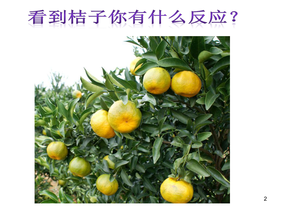 浙教版科学《植物生命活动的调节》教学课件2.ppt_第2页