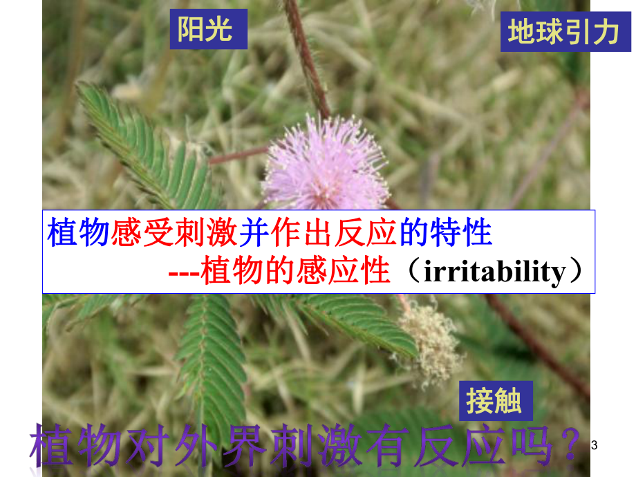 浙教版科学《植物生命活动的调节》教学课件2.ppt_第3页