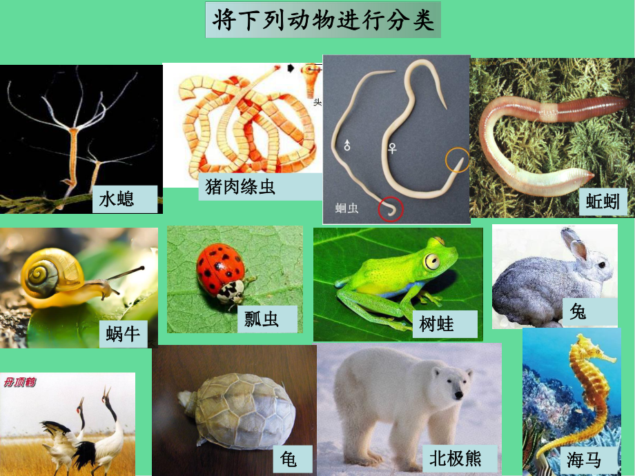 八年级生物下册动物的主要类群教学课件-新版北师大版.ppt_第3页