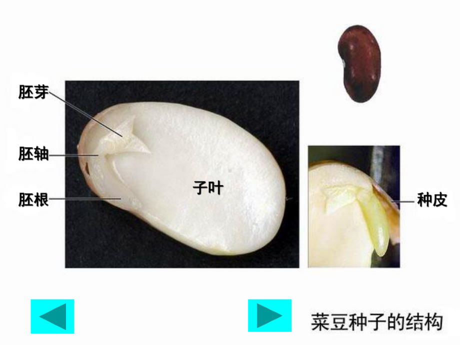 植物的一生精美教学课件浙教版3.ppt_第3页