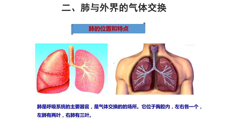 八年级下《生物的呼吸和呼吸作用》教学课件浙教版.pptx_第3页