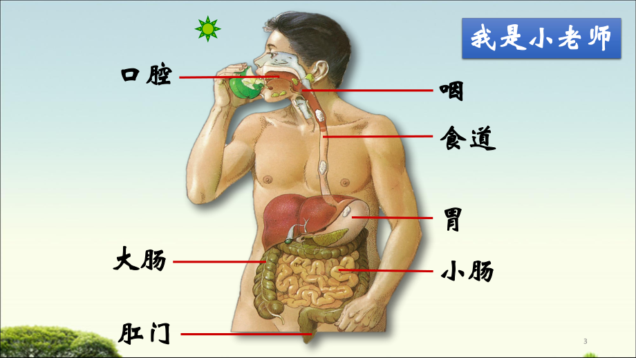 人教版初中生物七年级下册第2章-第2节-《消化和吸收》典例精讲教学课件.pptx_第3页