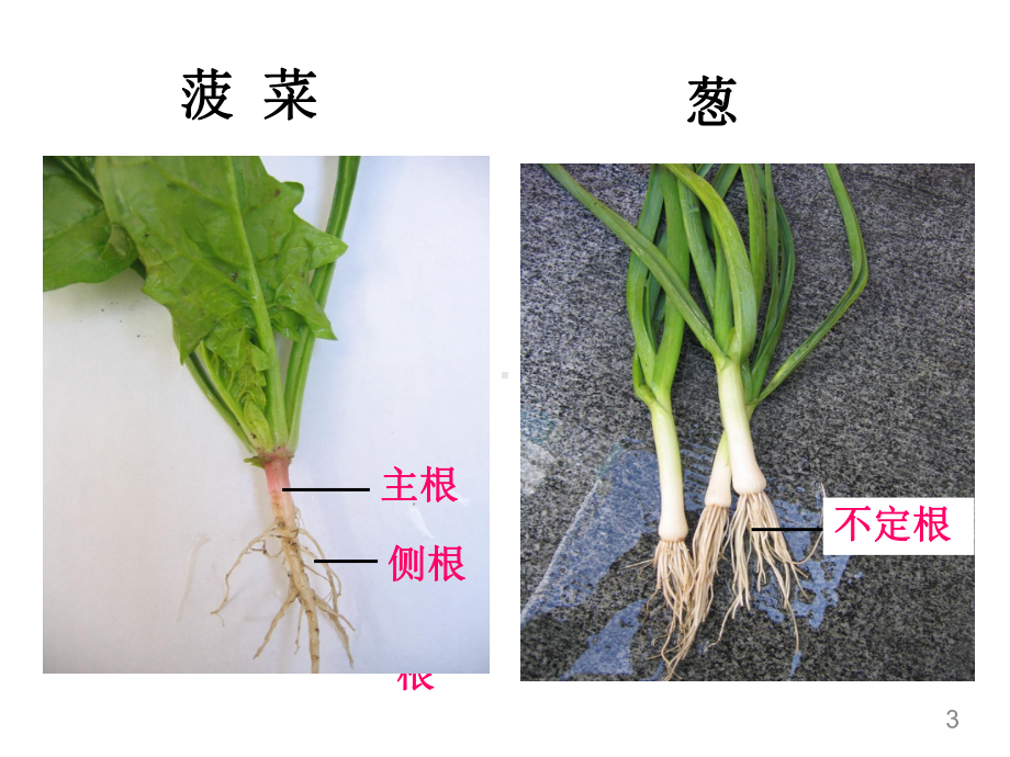 八年级下《植物的根与物质吸收》优质课浙教版1教学课件.pptx_第3页