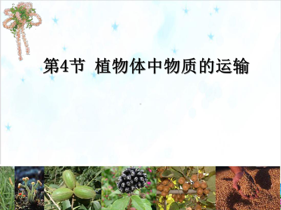 浙教版科学八年级下《植物的茎与物质运输》上课教学课件1.ppt_第2页