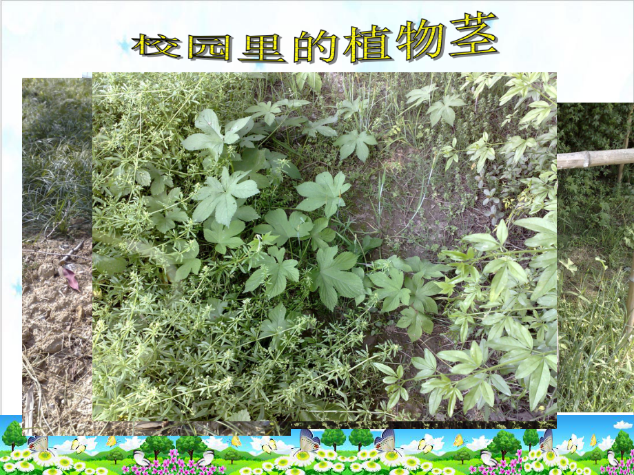 浙教版科学八年级下《植物的茎与物质运输》上课教学课件1.ppt_第3页