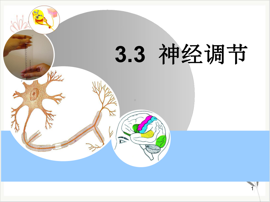 八年级下科学《神经调节》优选教学课件浙教版.ppt_第1页