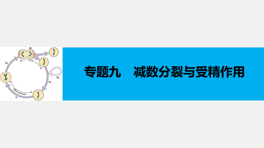 (浙江专用)高考生物-二轮复习-专题九-减数分裂与受精作用课件.ppt_第1页