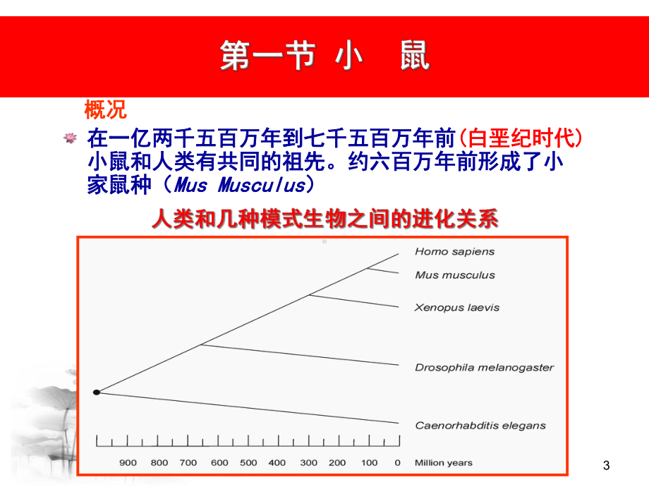 第六章常用实验动物教学课件.ppt_第3页