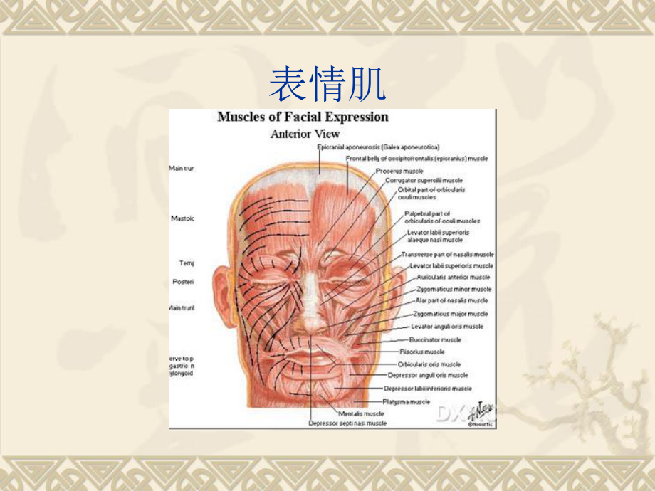 最新口腔解剖生理学-肌肉教学课件.ppt_第3页