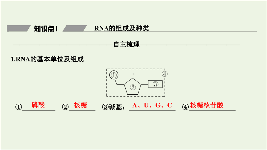 2020学年新教材高中生物第四章基因的表达第1节基因指导蛋白质的合成课件人教版必修二.ppt_第3页